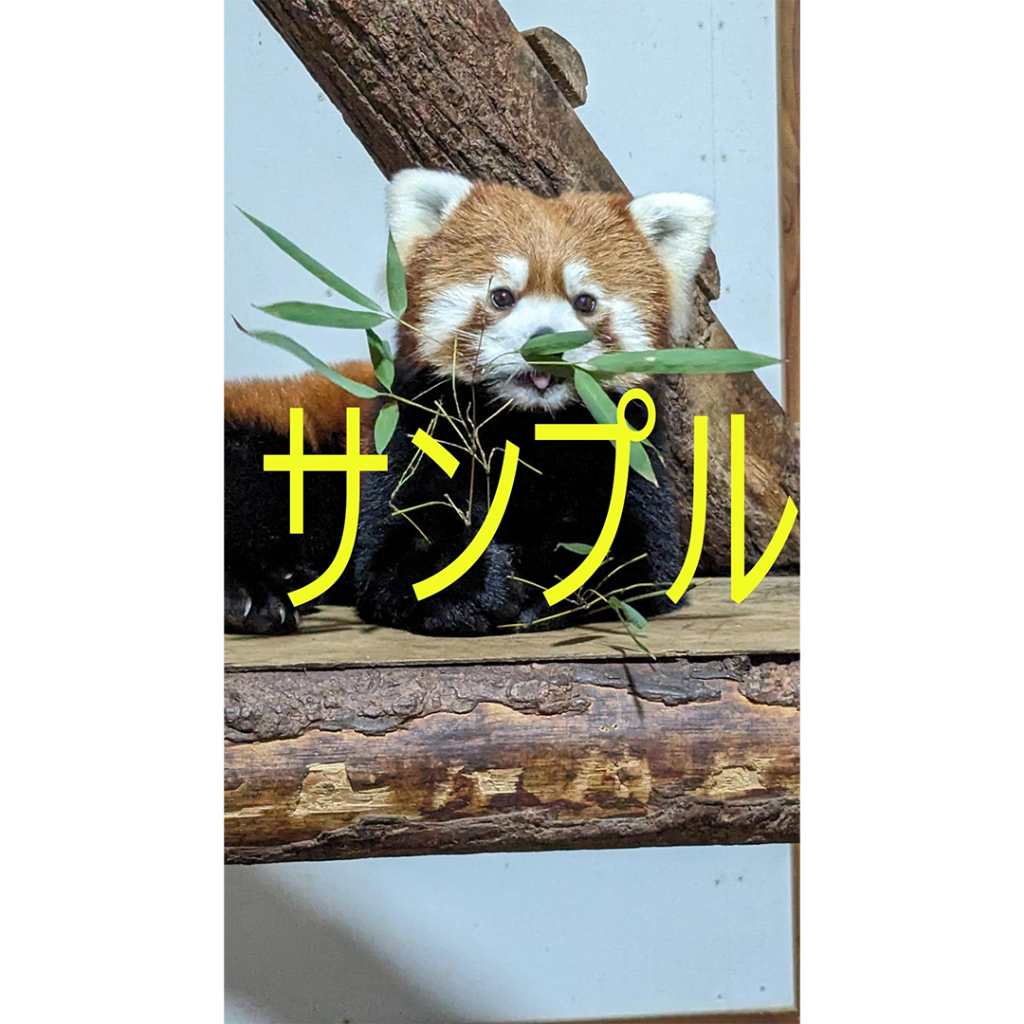 ✨💖 レッサーパンダのもぐもぐタイムに癒されよう！ 複製画2選 💖✨