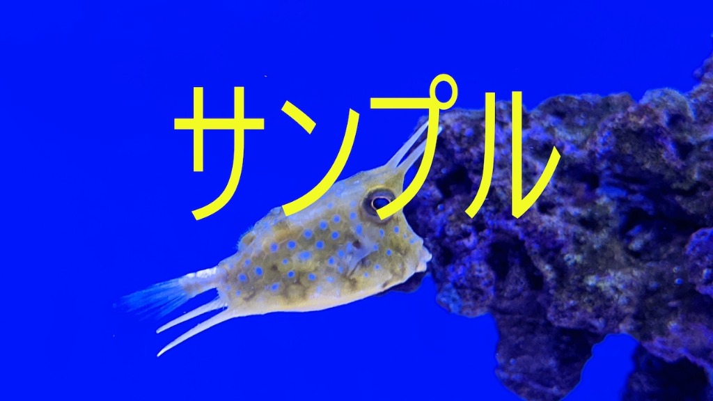 🐠✨ 海の宝石💎【複製画】コンゴウフグ ✨🐠