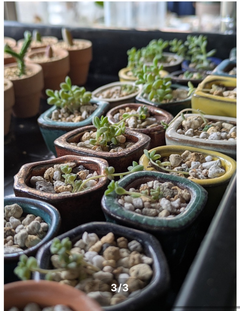 🦊🌿狐華小間物オンラインショップより、手のひらサイズの癒しをお届け🌿🦊