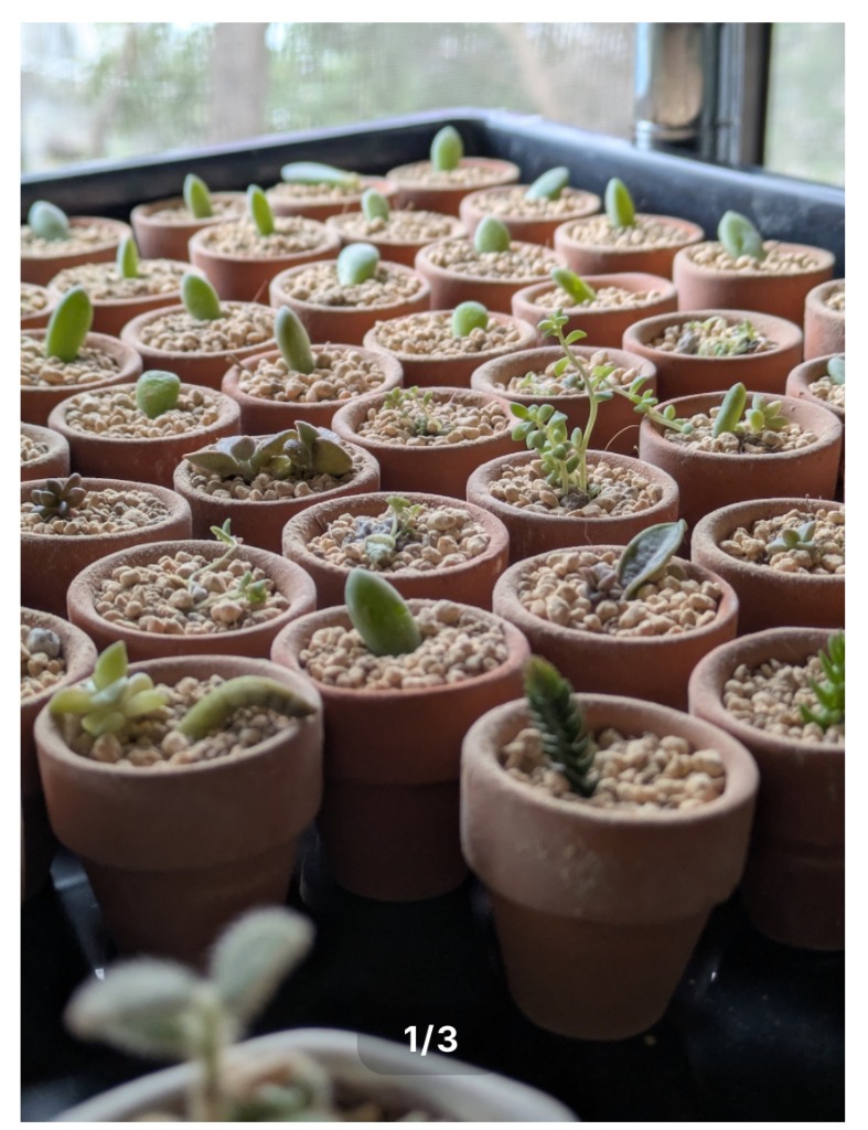 狐華小間物オンラインショップより、手のひらサイズの癒しをお届け🌿