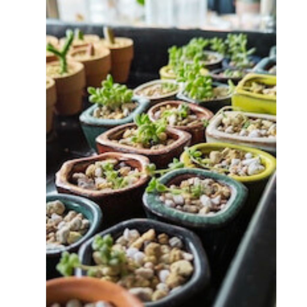 手のひらサイズでぷっくりと可愛らしい【ミニ多肉植物】です🌱✨