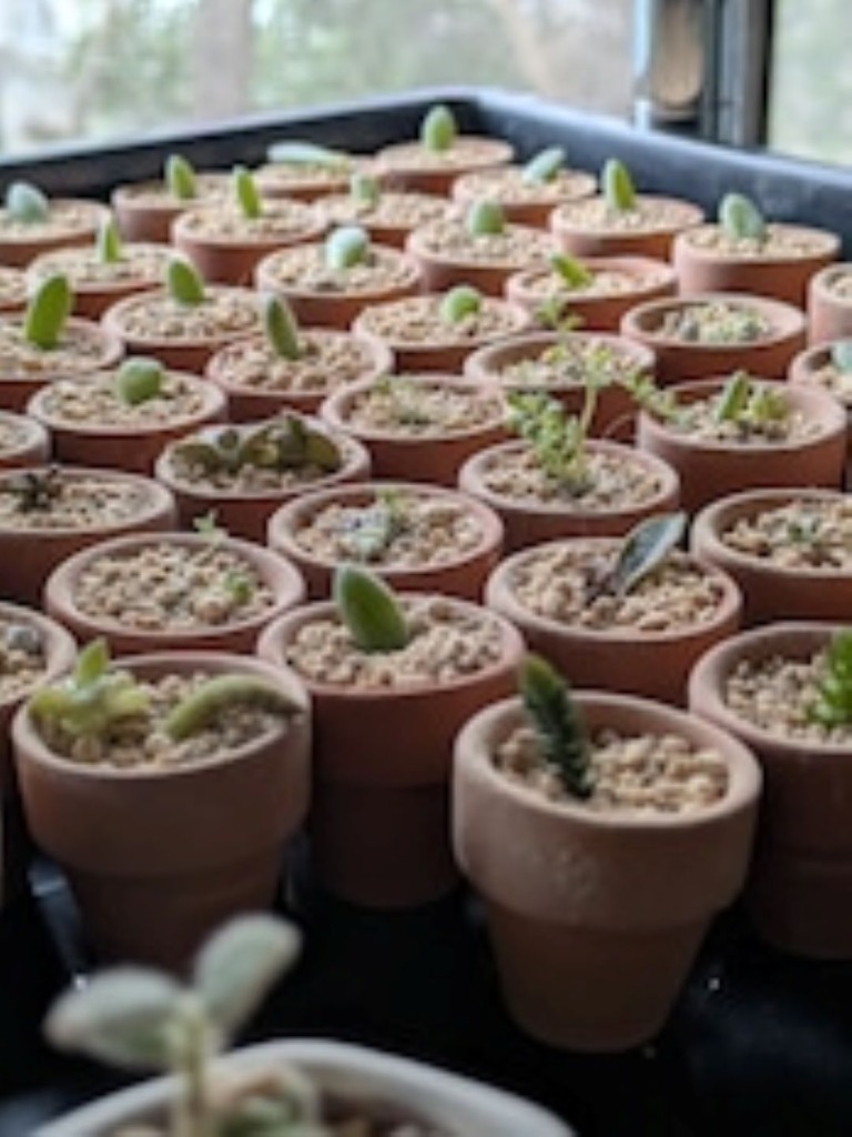 🌱数量限定！ミニ多肉植物 販売中🌱